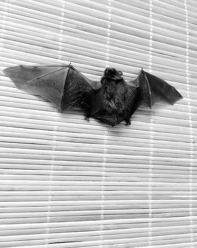 怎么把蝙蝠从房间赶跑（赶走蝙蝠小妙招）  第2张
