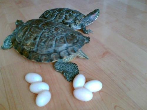 乌龟下蛋预示着什么意思  第2张