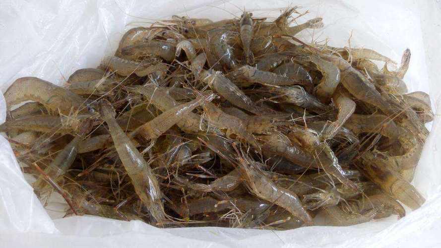 养殖的对虾是淡水还是海水虾  第2张