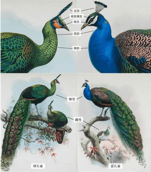 蓝孔雀和绿孔雀的区别在哪里  第3张